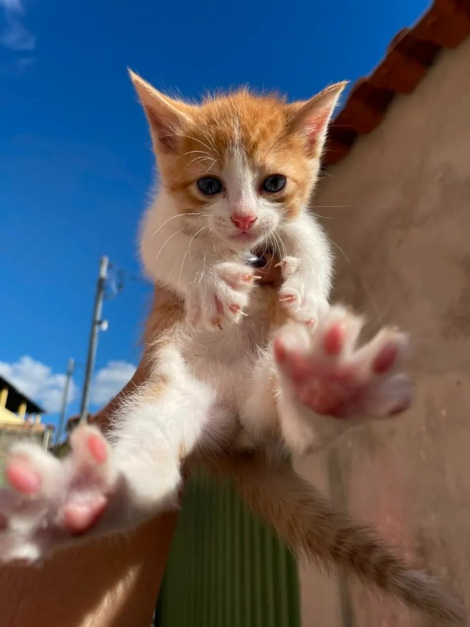 Quatro filhotinhos resgatados procuram um lar cheio de amor  - Foto 2