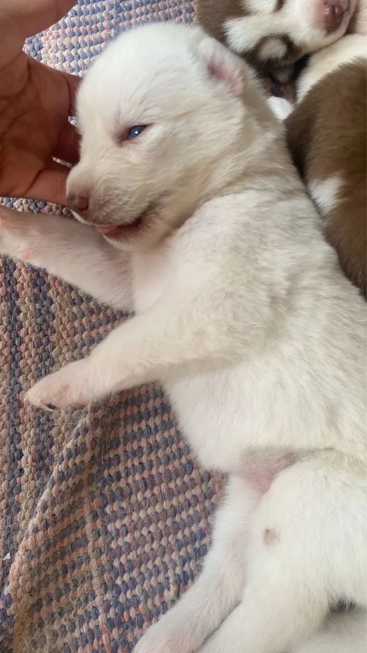 Husky siberiano  - Foto 4