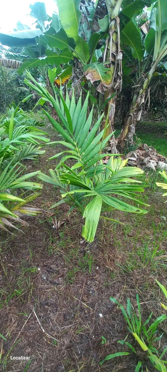 Plantas - Foto 3