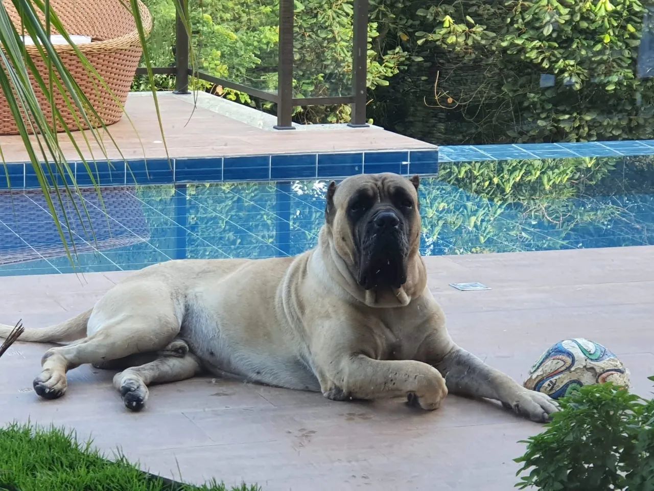 Cachorro Cane corso  - Foto 3