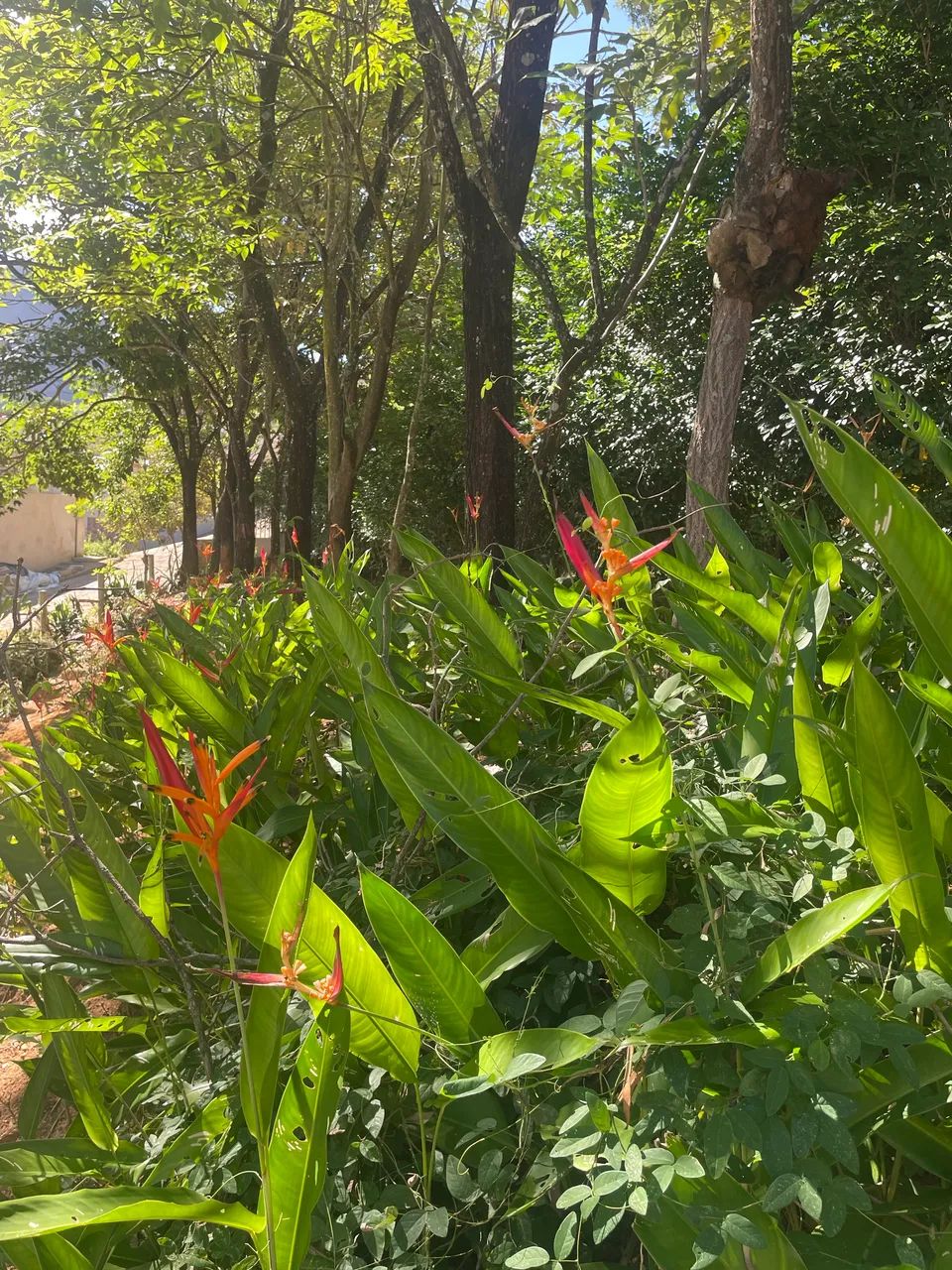 POUSADA A VENDA EM PANCAS ES - Foto 2