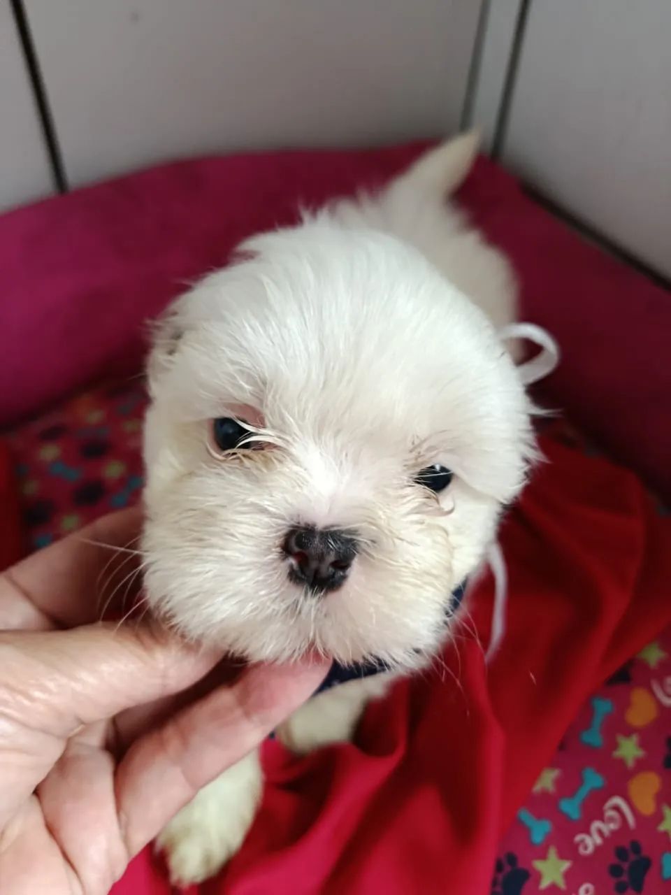 Shih tzu macho disponível  - Foto 2