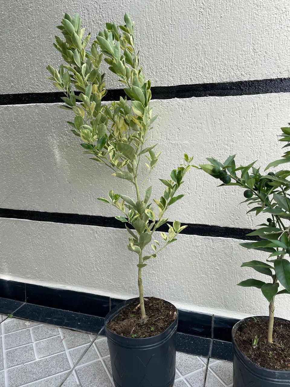 Mini Limões e tangerinas.  - Foto 4