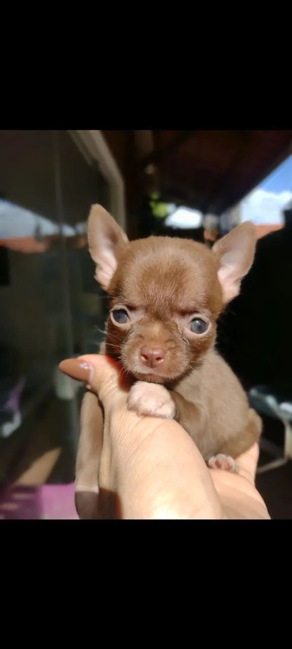 Chihuahua macho  - Foto 2