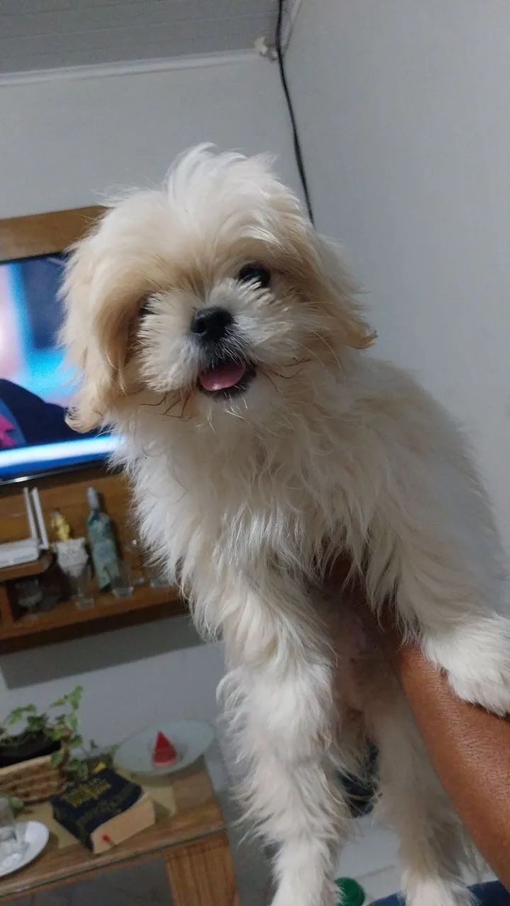 Vendas
