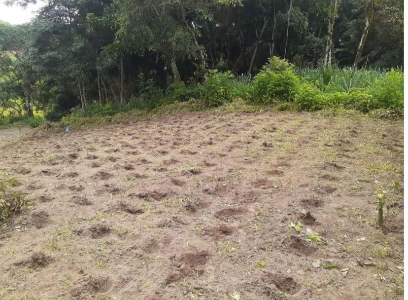 4 hectares em Aratuba - Foto 3