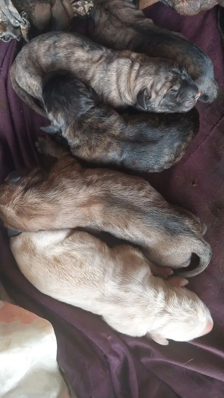 Cane corso italiano... - Foto 2