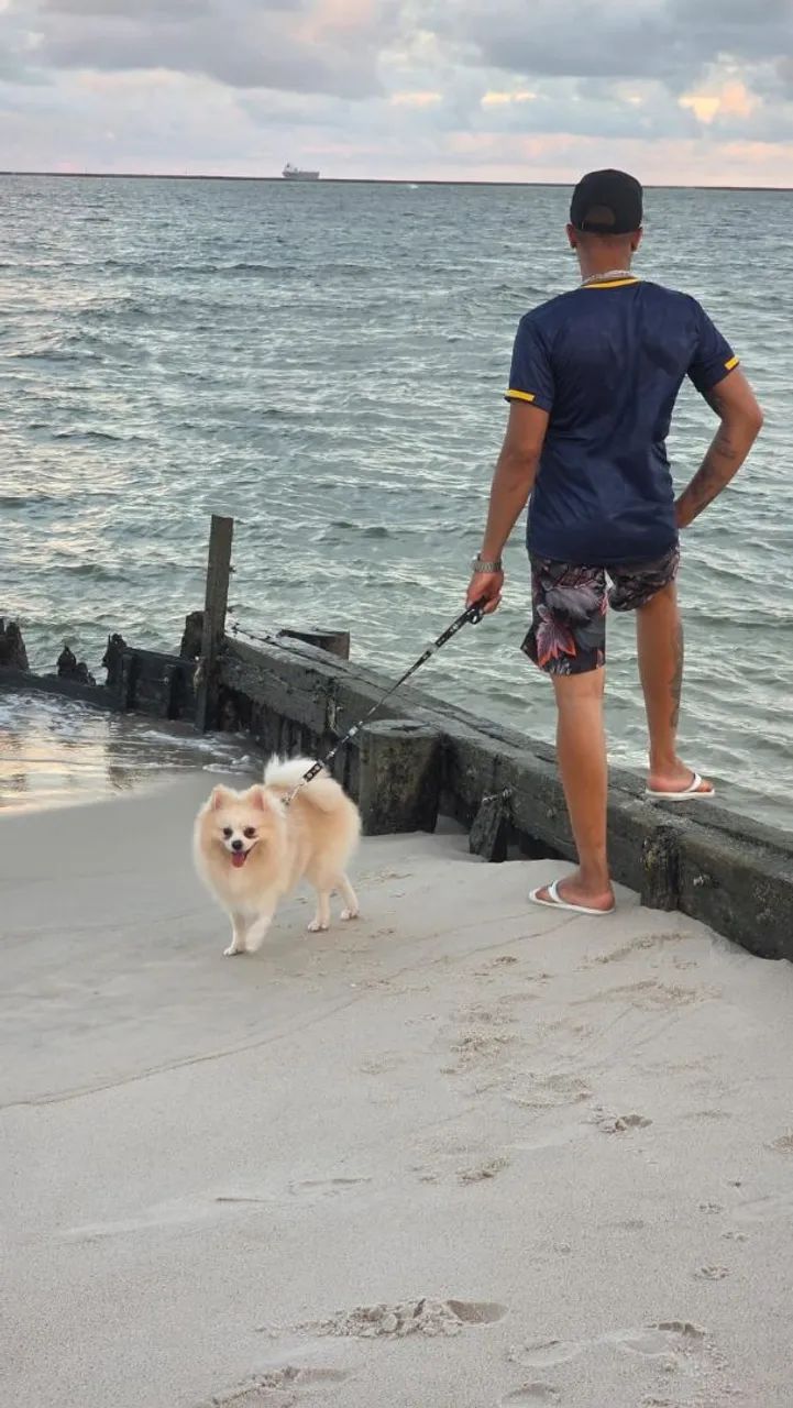 Spitz alemão  - Foto 2