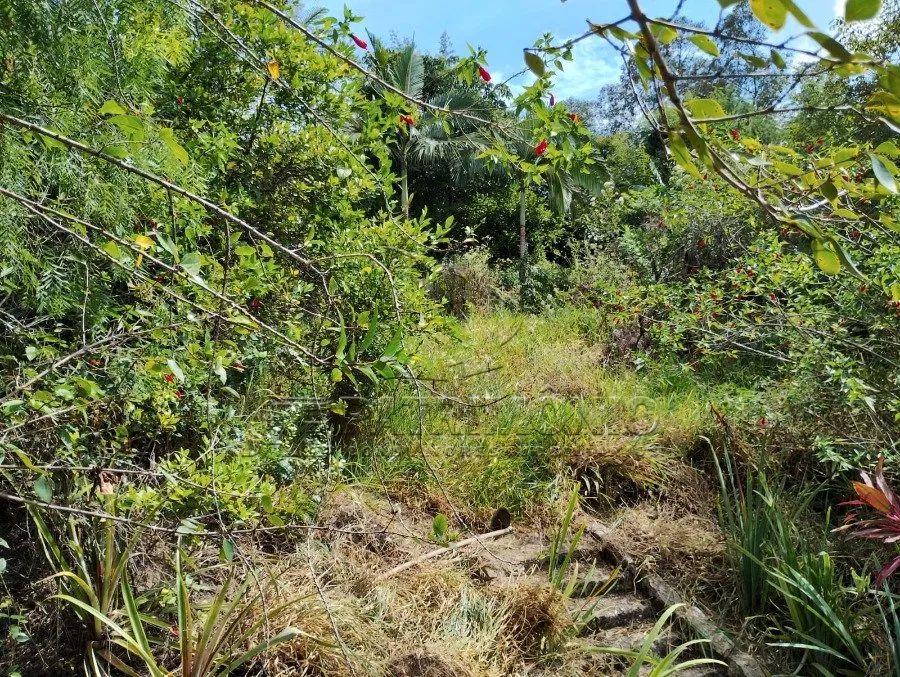 TERRENO CAPUTERA - Foto 5