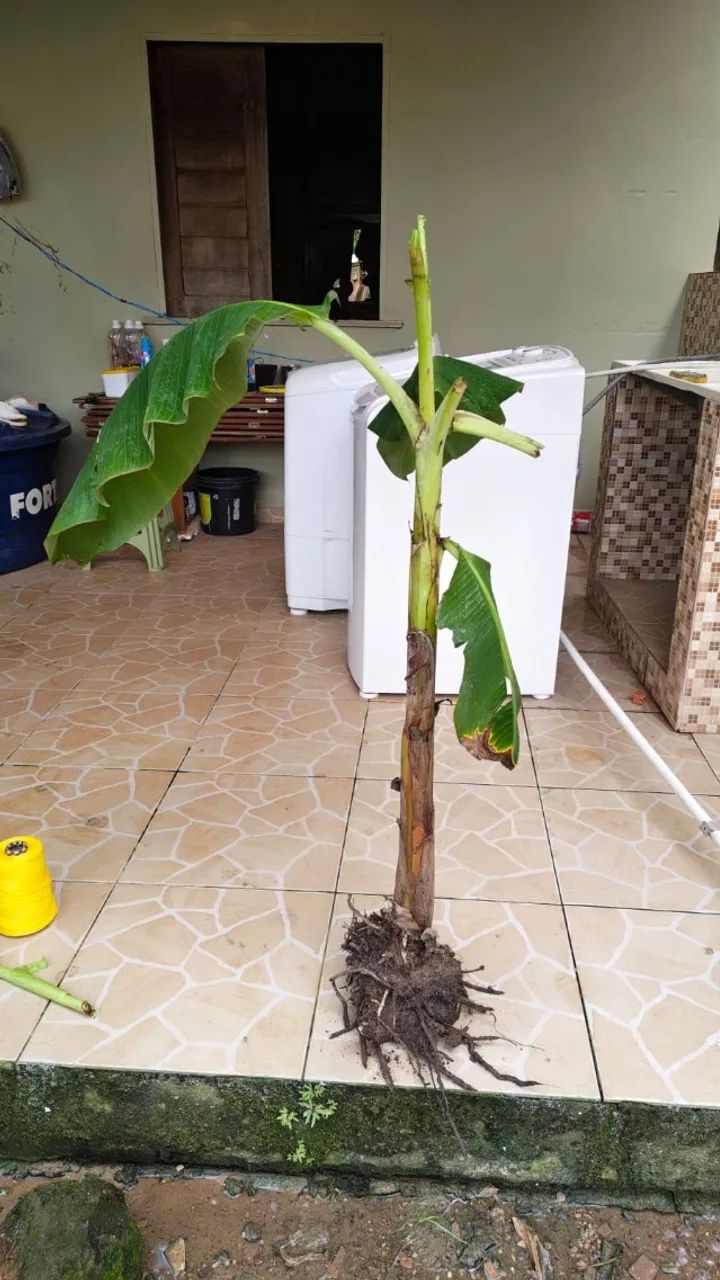 Mudas de banana grande (Quantidade limitada) - Foto 2
