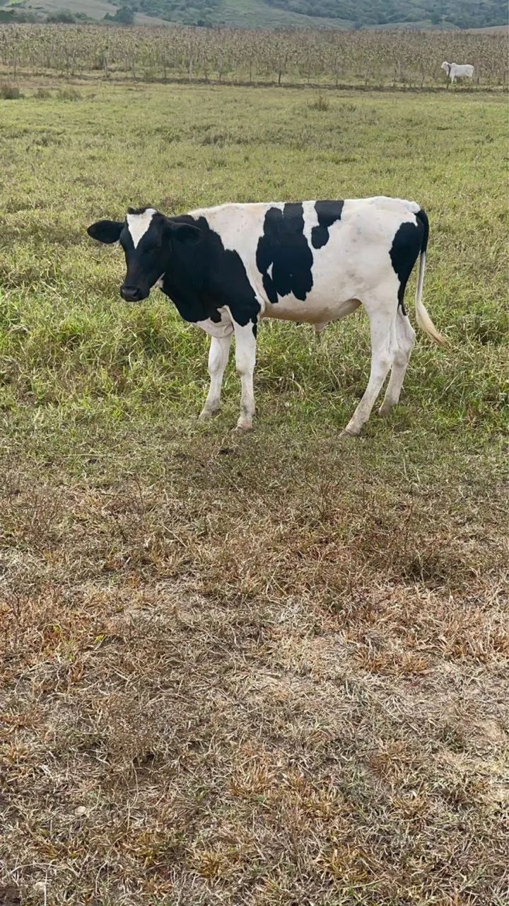 Bezerro Holandês  - Foto 2