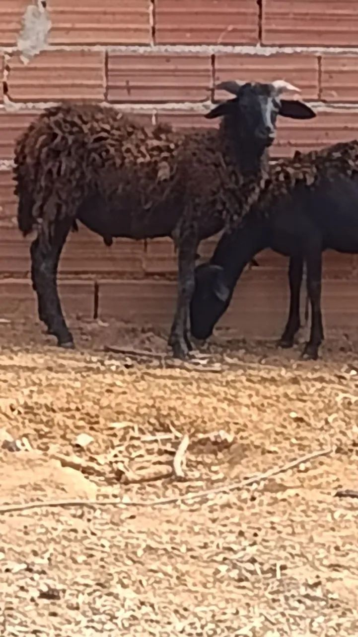 Carneiro 