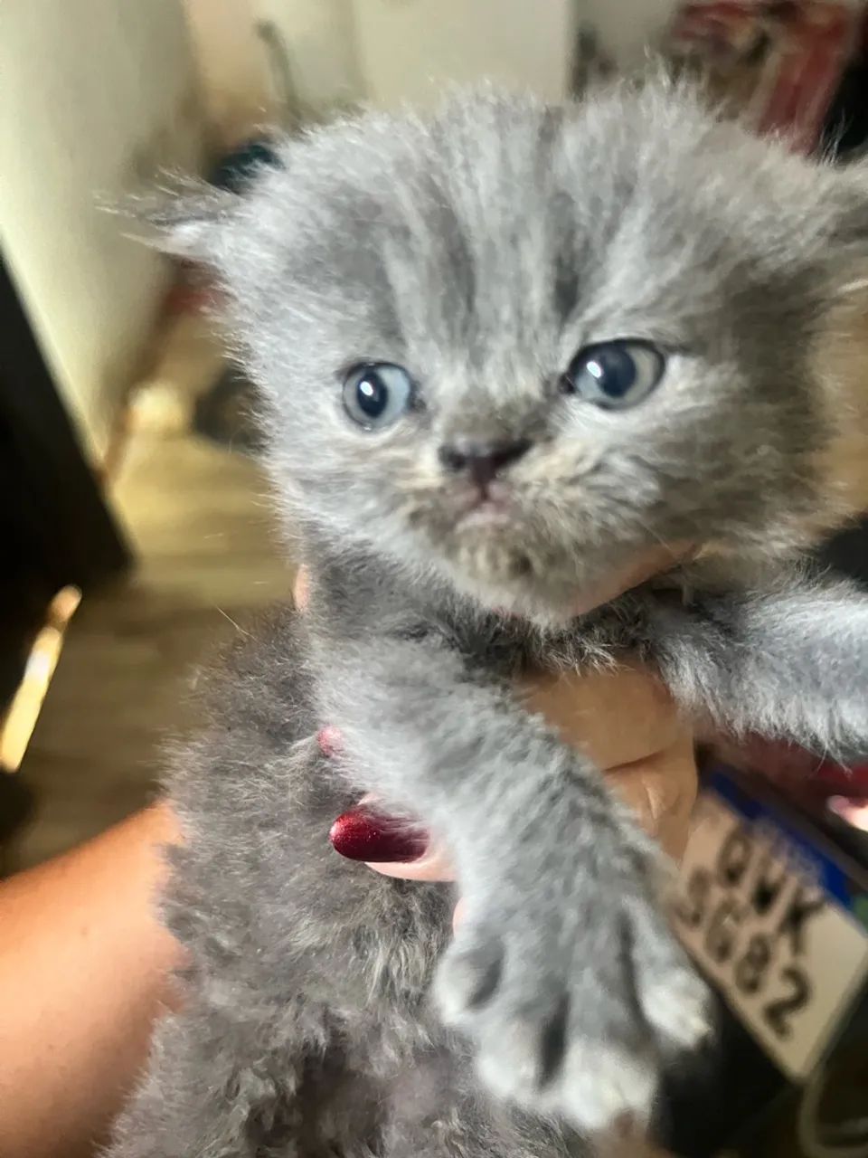Gata persa