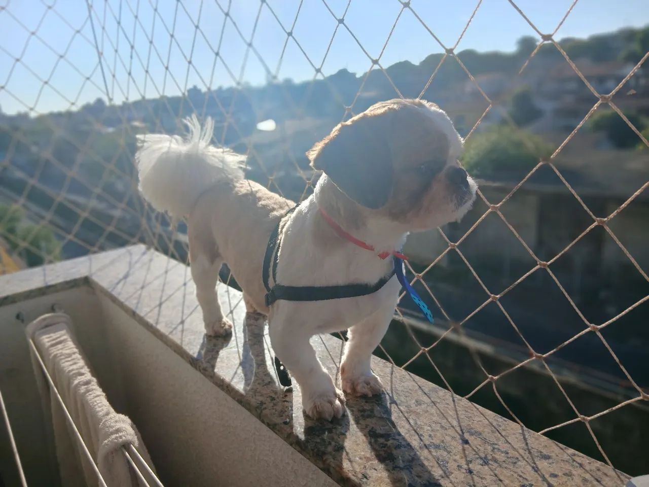 Vendo cachorro macho 10 mes - Foto 3