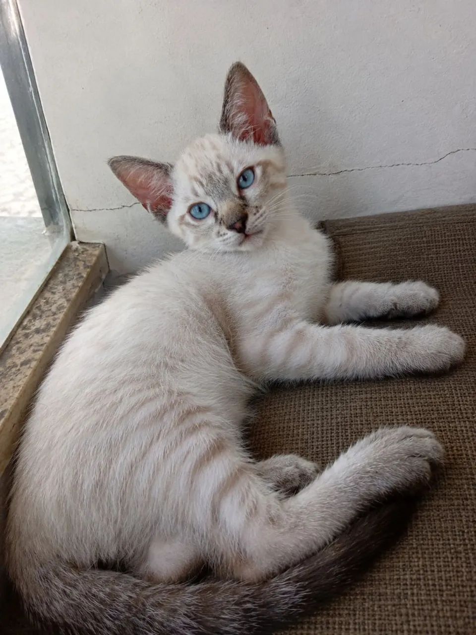 Doação gatinho siamês 