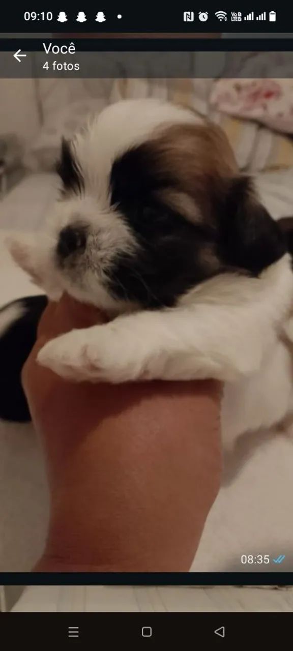 Pet - Foto 3