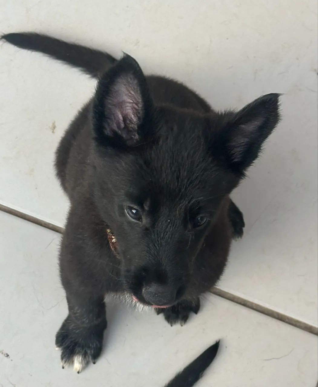 Pastor Belga Malinois  - Black - Foto 3