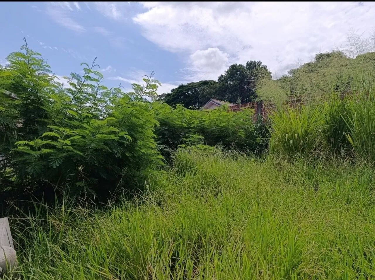 Jardinagem & roçadas  - Foto 3