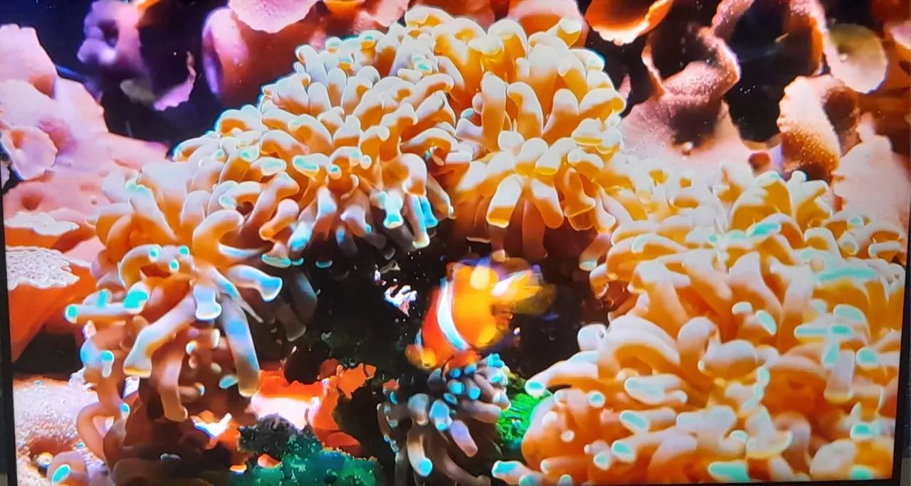 Tv Samsung 55polegadas 4k - Foto 4