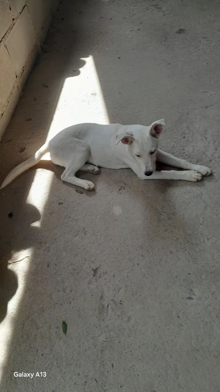 Adoção  - Foto 3