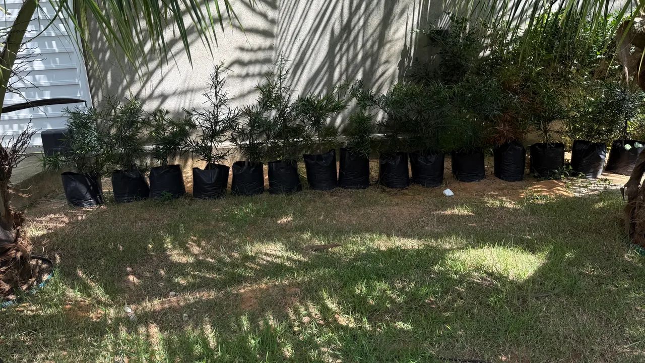 Mudas de plantas 