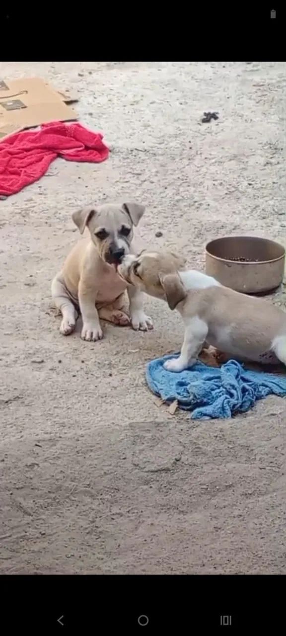 Ultimo macho de Bully  