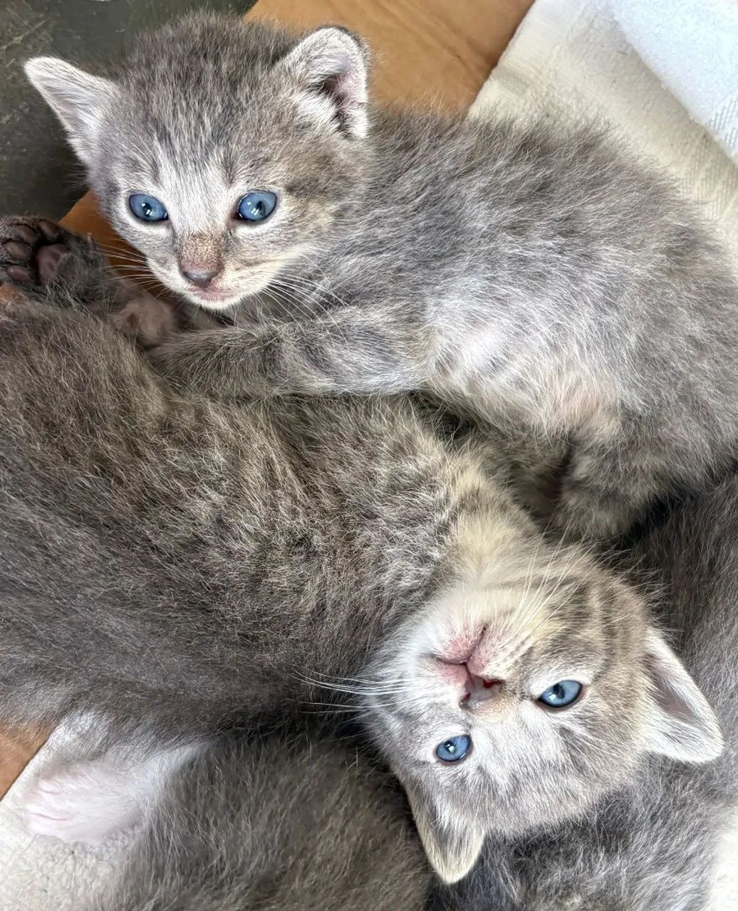 ADOTE UM GATINHO  - Foto 3