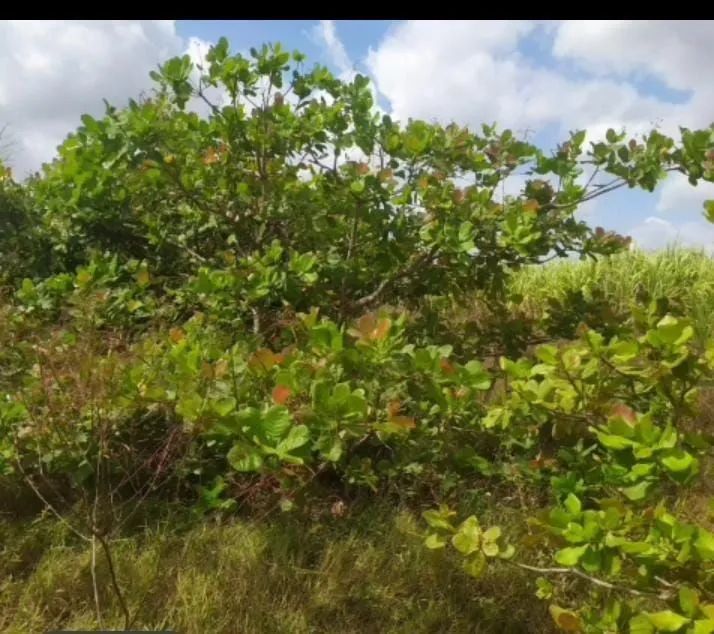 Terreno na pirunga capela Sergipe - Foto 3