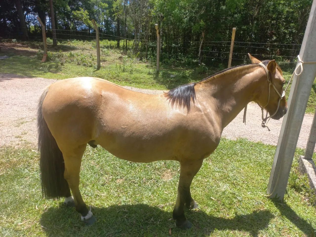 Cavalo crioulo  - Foto 5