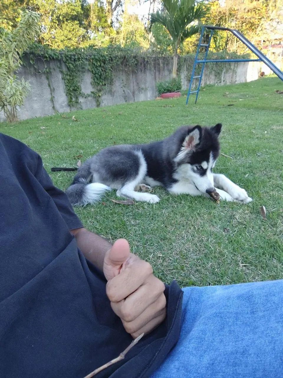 Husky siberiano - Foto 4