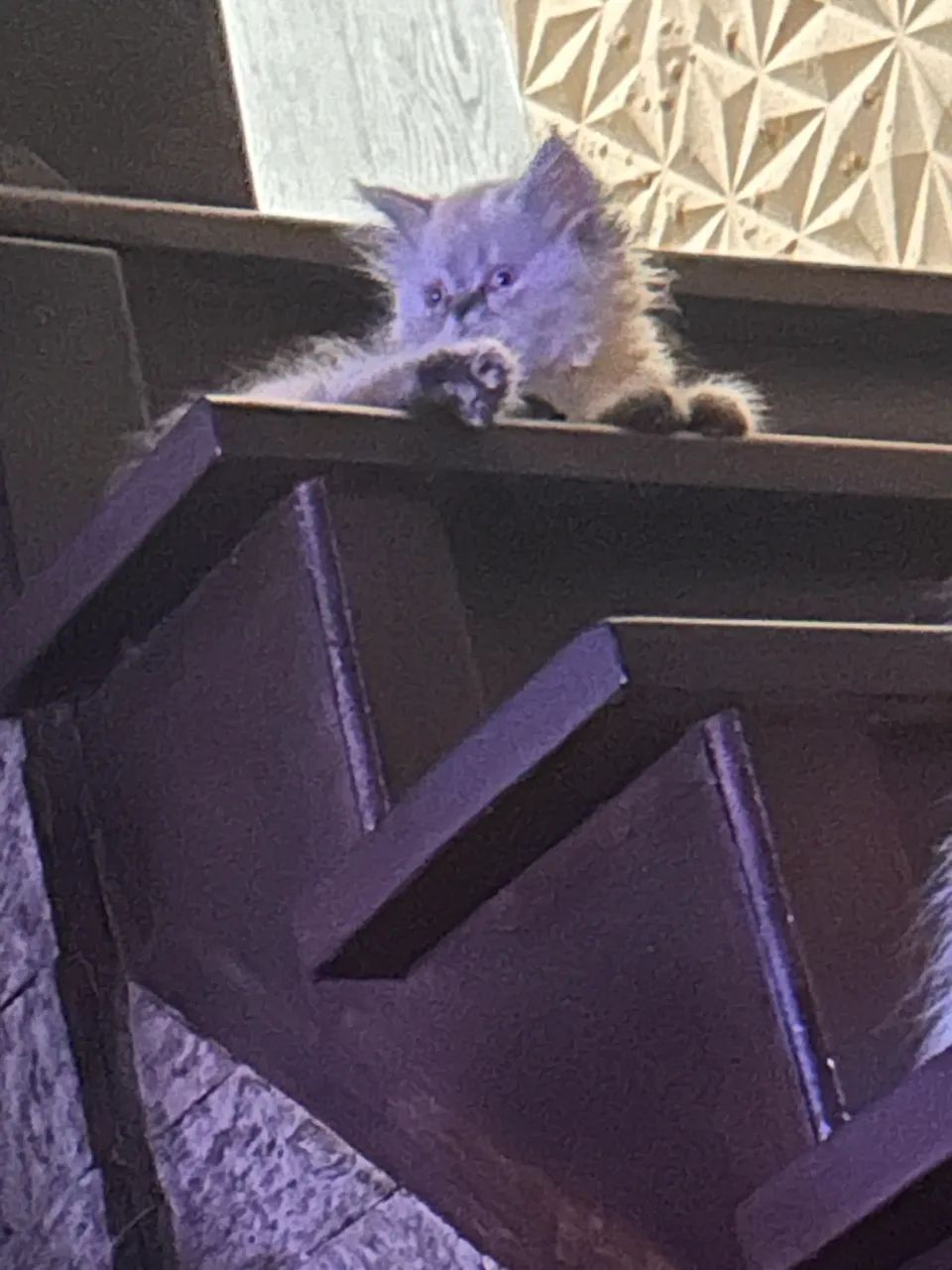 Gatinho persa - Foto 2