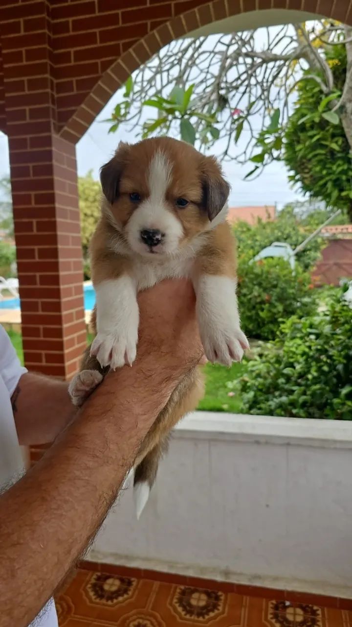 Cão Bader Collie  - Foto 4
