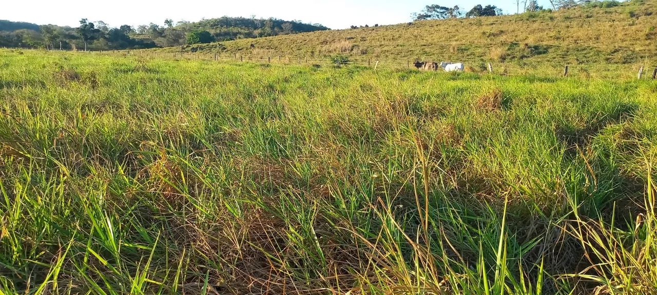 Vendo essa chácara na agrovila Pedro Afonso  - Foto 4