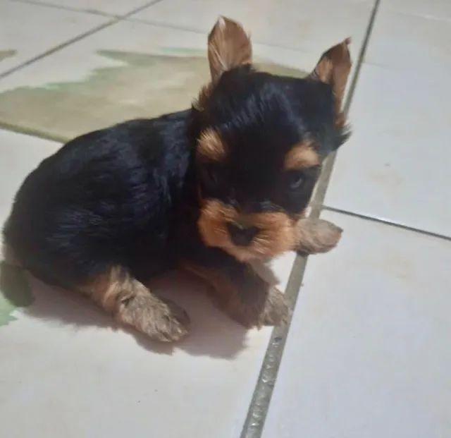 Cachorro - Foto 3
