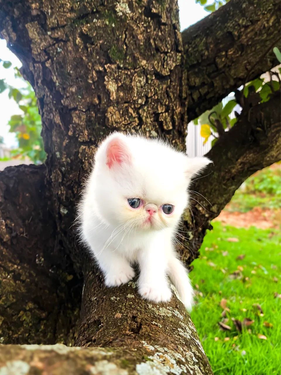 Gato Exótico Fêmea Branco - Foto 4