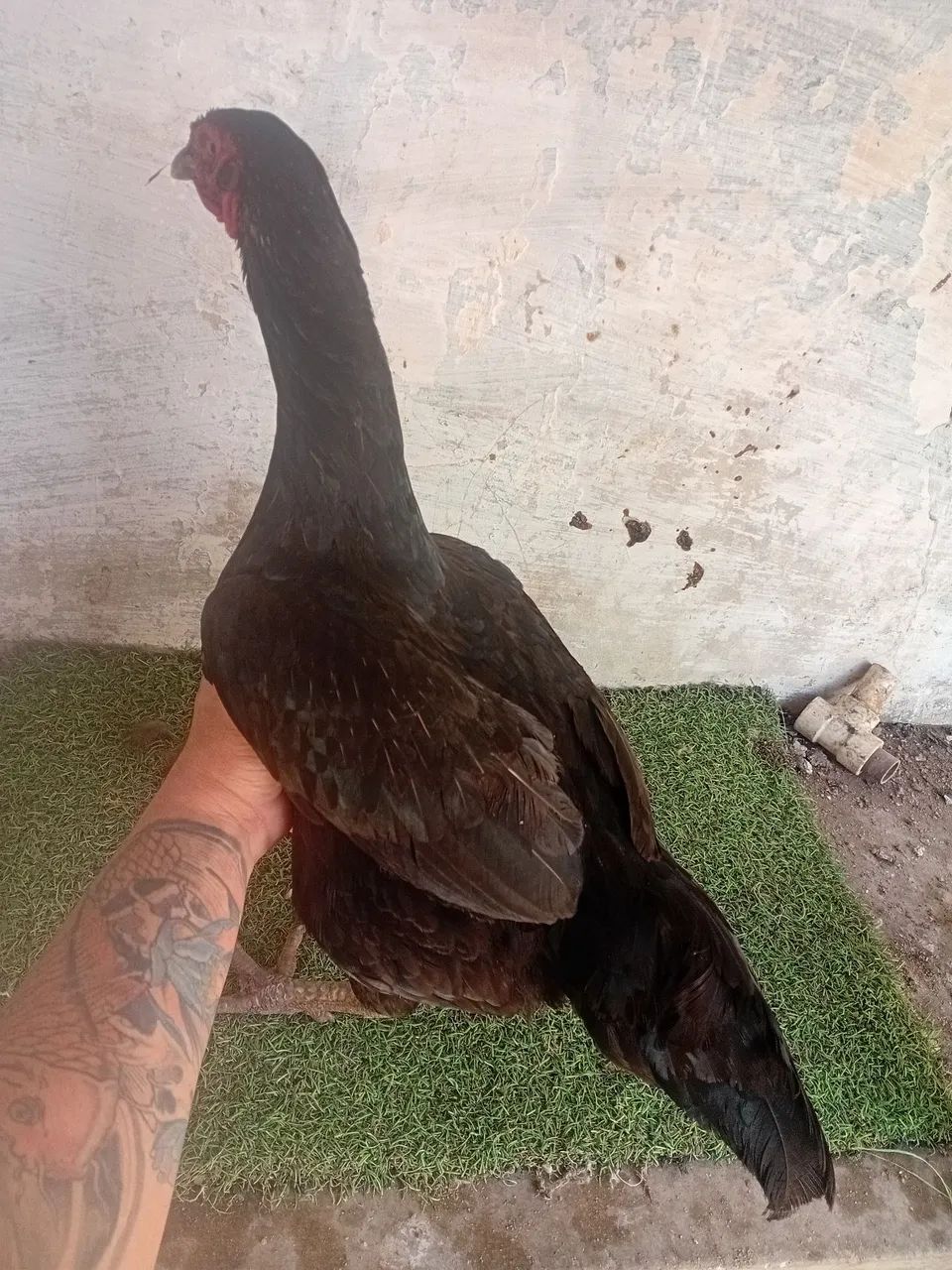 Animais grandes e top