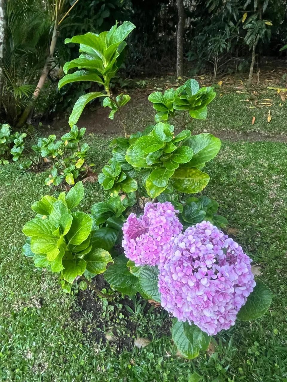 Guaramiranga - Recanto Oliveira Lima - Foto 5