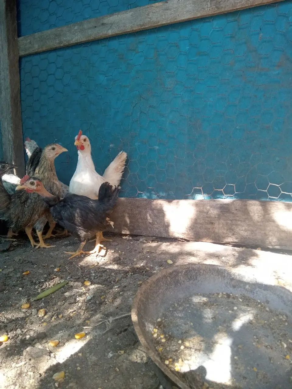 Franguinhos garnize 