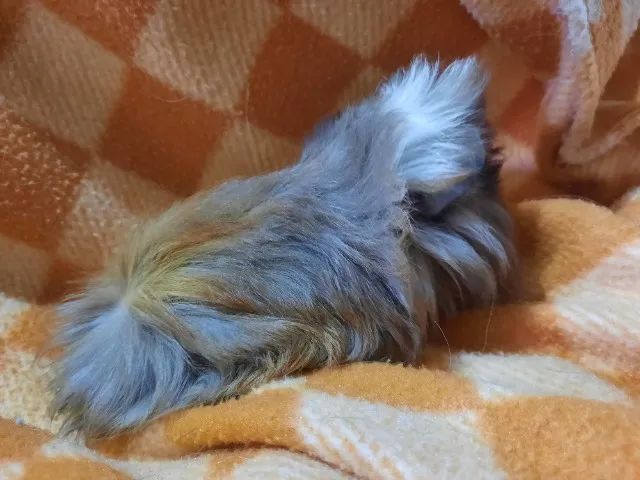 Porquinho da índia raça Peruano - Foto 3