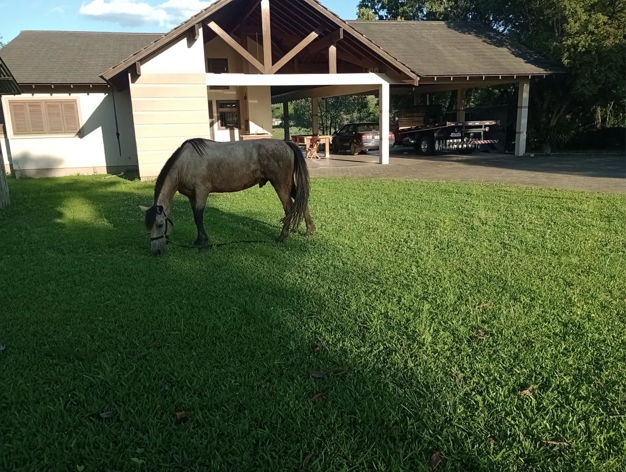 Vendo ou troco 2 cavalos por um  - Foto 2