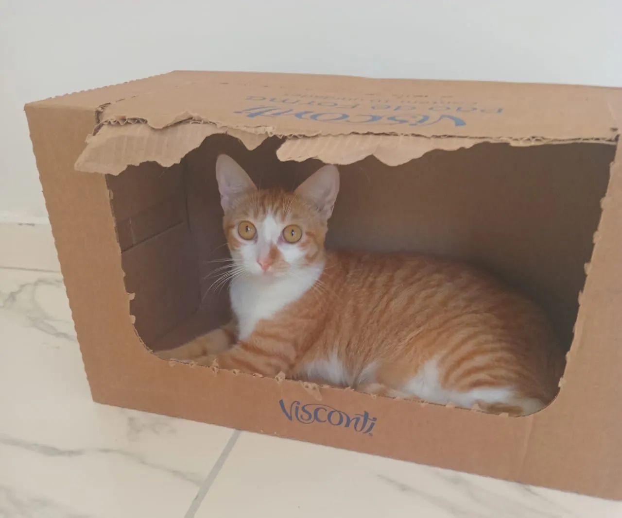 Gata castrada pra doa  - Foto 2