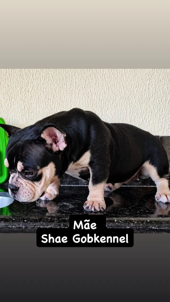 American Bully - Foto 4