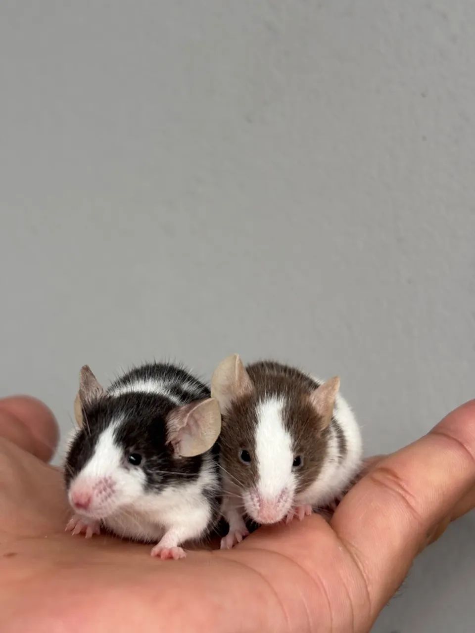 Ratinho de estimação, lindos pets  - Foto 5