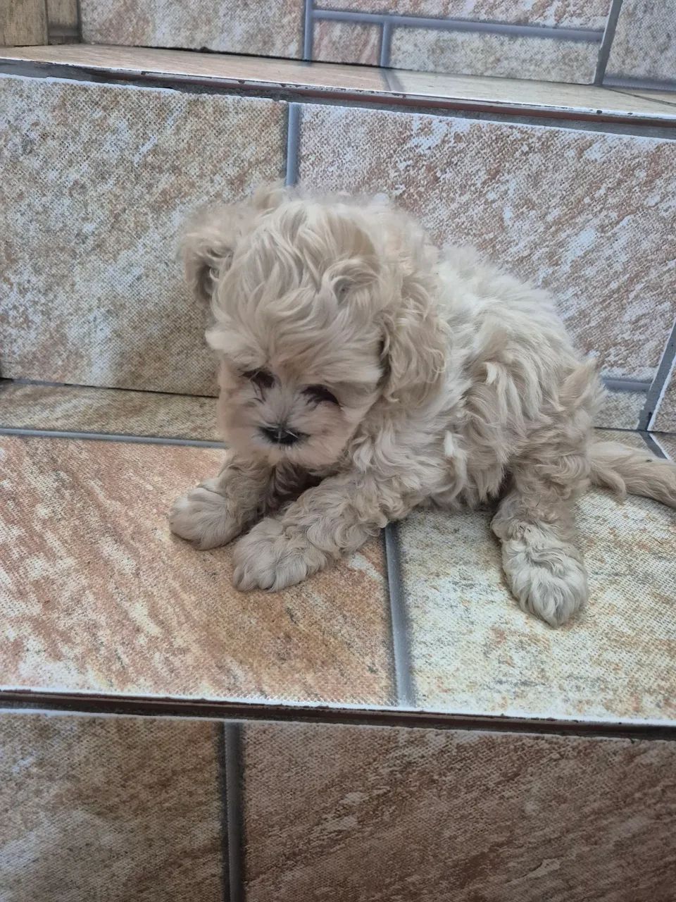 Ilhasa mestiço  - Foto 2