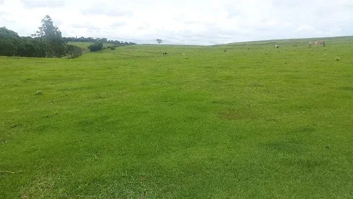 PECUÁRIA - Área Rural 10 Alqueires - Foto 3