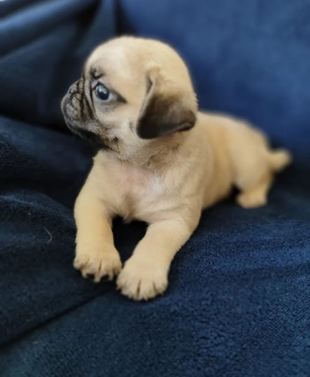 Pug 