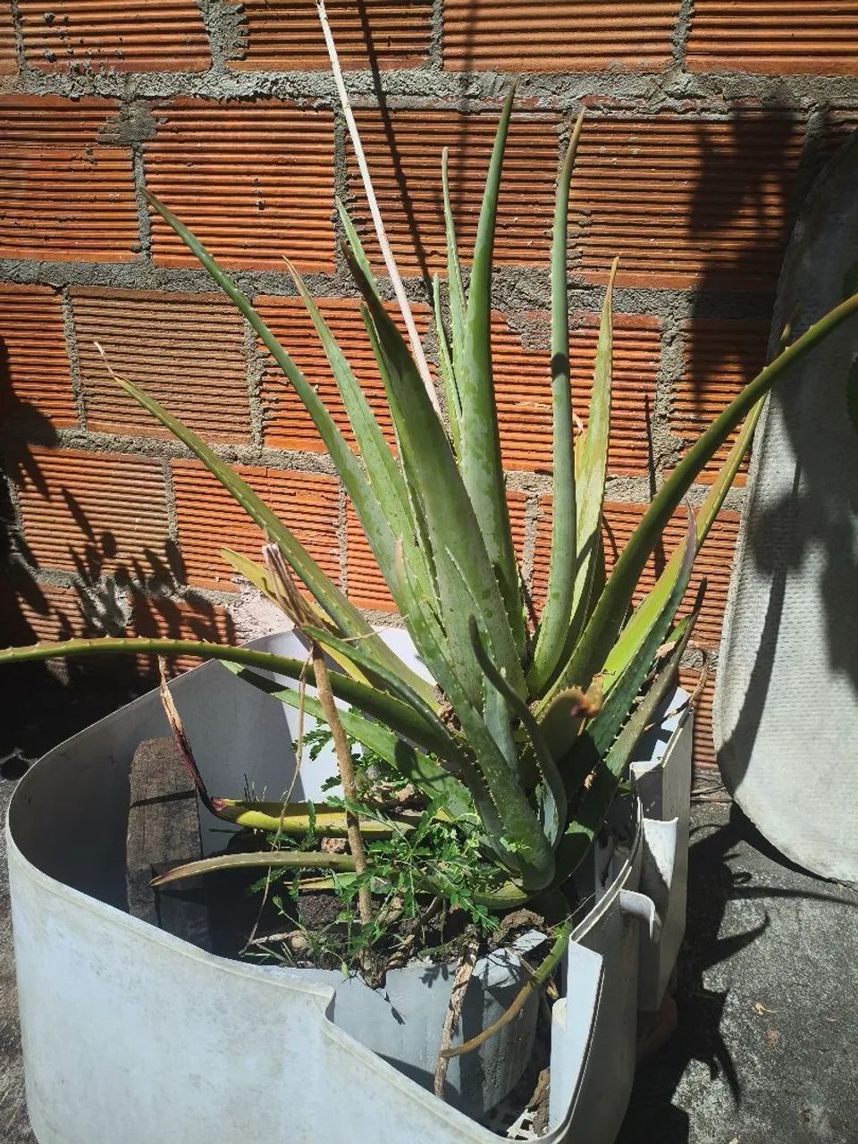 Planta Babosa  - Foto 5
