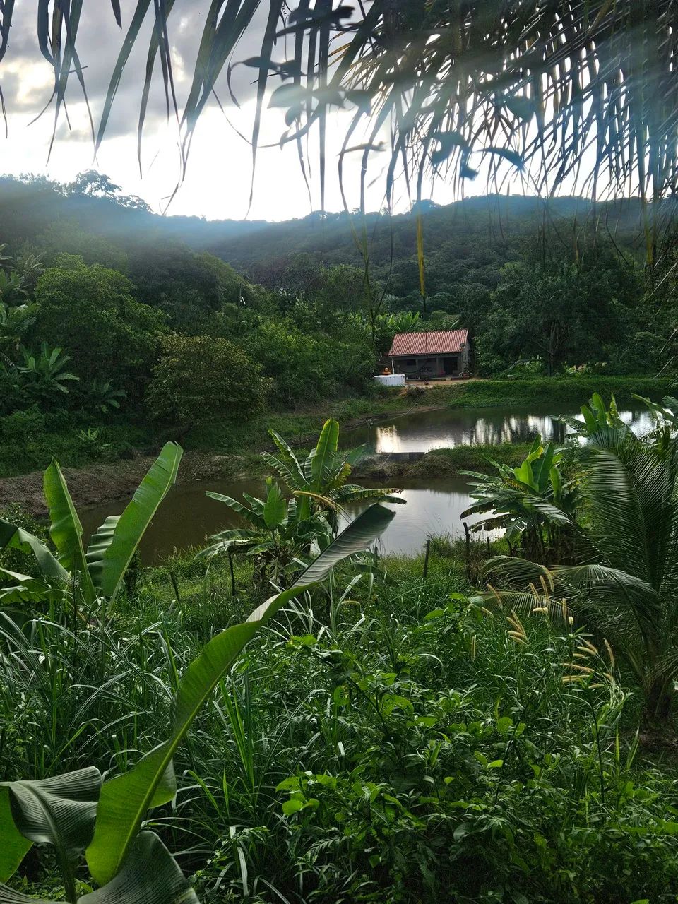 Foto - Bananeiras - 