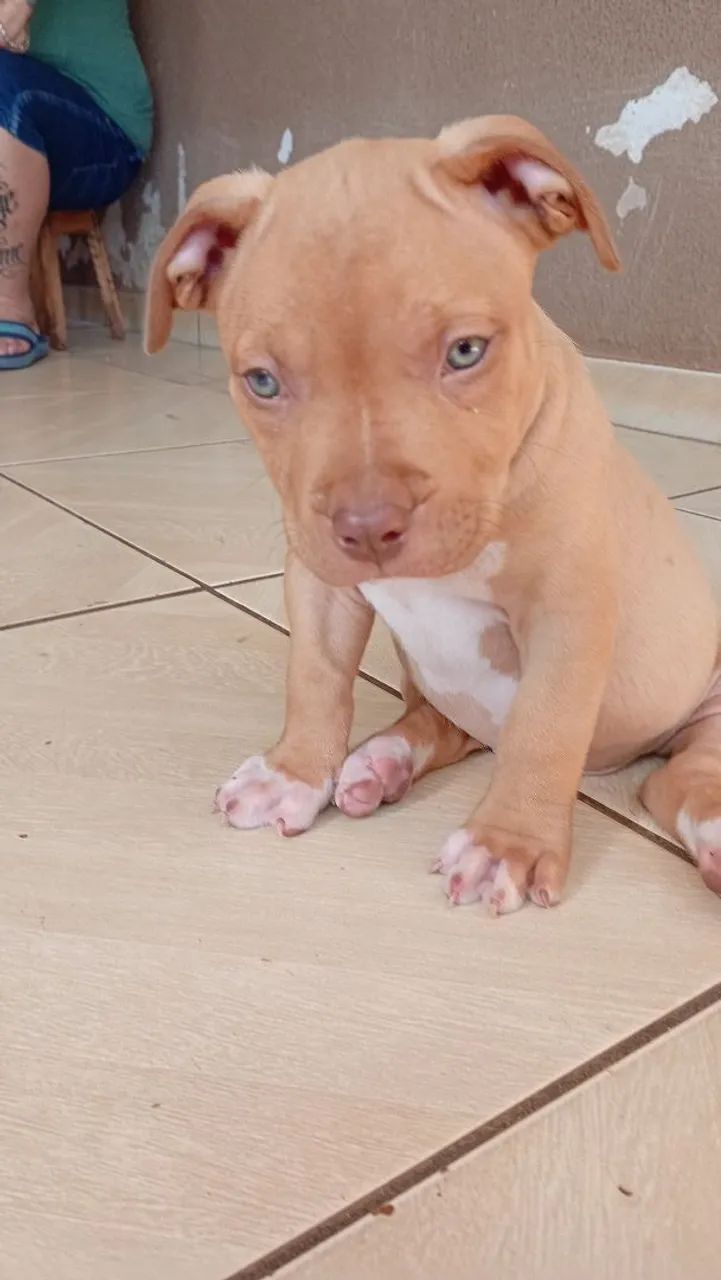 disponíveis filhotes 3.mes pitibull - Foto 3