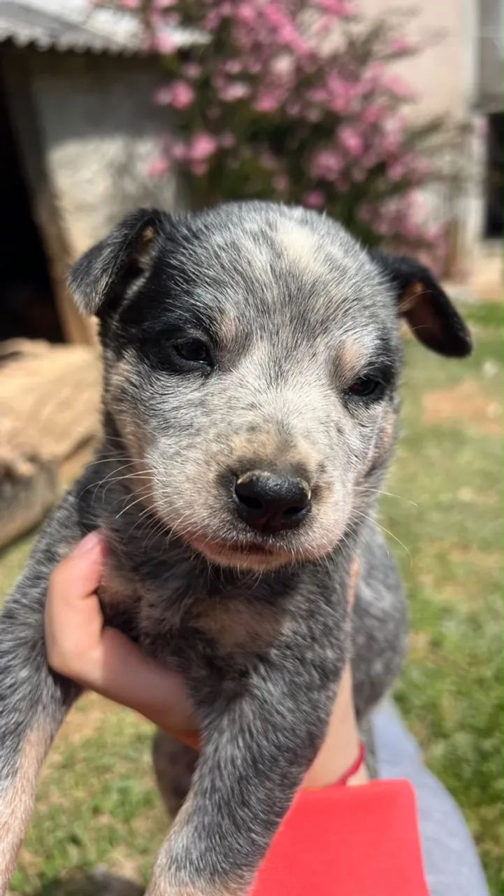 Blue heeler  - Foto 3